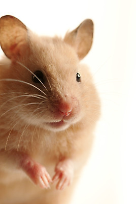 포토 JPG 해외이미지 응시 실내 서기 사람없음 반려동물 설치류 작음 흰배경 햄스터 해외202004 해외포토 동물 시선 백그라운드 모션 내부 흰색 크기 파일형식 이미지허브