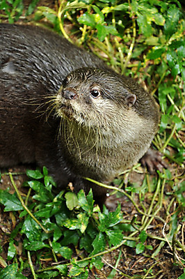 포토 JPG 해외이미지 동물 아시아 얼굴 야생동물 장난 포유류 자연 털 동물원 동양인 사람없음 물 강 갈색 젖음 관찰 닫기 작음 코 육식동물 멸종 동물상 해외202004 해외포토 자연요소 나라 컬러 모션 인종 신체부위 조형물 크기 생태계 파일형식 이미지허브