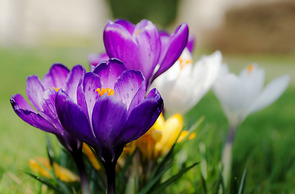 포토 JPG 해외이미지 식물 계절 꽃잎 꽃 백그라운드 잎 꽃무늬 자연 사람없음 야외 초록색 빛 노란색 정원 보라색 봄 벚꽃 흰색 신선 개화 제비꽃 묘사 내추럴 해외202004 해외포토 컬러 무늬 생태계 파일형식 이미지허브