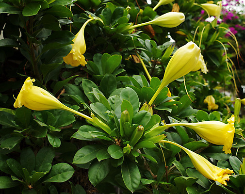 포토 JPG 해외이미지 식물 꽃 자연 사람없음 초록색 노란색 벚꽃 신선 만족 해외202004 해외포토 감정 컬러 생태계 파일형식 이미지허브