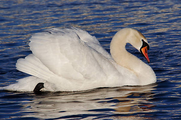 포토 JPG 해외이미지 주간 한마리 호수 사람없음 야외 백조 해외202004 해외포토 자연요소 1 조류 파일형식 이미지허브