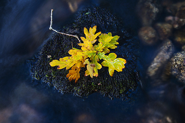 포토 JPG 해외이미지 나무 계절 공원 백그라운드 잎 오렌지 모션 자연 이끼 풍경 사람없음 가로 강 컬러풀 노란색 환경 침묵 젖음 흐름 가을 바위 개울 숲 9월 블러 해외202004 해외포토 식물 공공시설 컬러 컨셉 과일 소리 돌_바위 날짜 생태계 파일형식 이미지허브