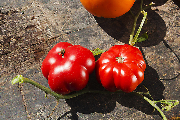 포토 JPG 해외이미지 음식 줄기 조각 백그라운드 잎 농업 토마토 채소 자연 탁자 사람없음 목재 빨간색 물 쌓기 주방 젖음 신선 정상 허브 향신료 에코 내추럴 구성 숙성 채식주의자 해외202004 해외포토 자연요소 나무 식물 산업 컬러 가구 재료 모션 환경 생태계 채식 향미료 파일형식 이미지허브