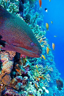 포토 JPG 해외이미지 동물 야생동물 바다 아프리카 자연 이집트 어류 풍경 사람없음 물 여름 파란색 컬러풀 햇빛 머리 바닷속 수중 점 입 스노클링 치아 위험 장어 생태계 다이빙 홍해 거인 몰디브 깊이 동물상 소금물 해외202004 해외포토 자연요소 계절 나라 아시아 컬러 컨셉 신체부위 태양 조형물 수영 수중동물 수상스포츠 소화기관 수중스포츠 파일형식 이미지허브