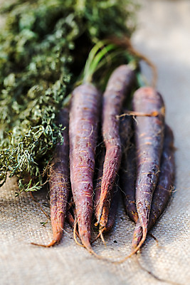 포토 JPG 해외이미지 전통 라이프스타일 음식 채소 자연 주택 건강 사람없음 보라색 흙 당근 수확 다발 유기농 성분 밭일 옛날 정물화 특별함 홈메이드 해외202004 해외포토 웰빙 컬러 컨셉 농업 뿌리채소 건물 생활 그림 생태계 만들기 파일형식 이미지허브