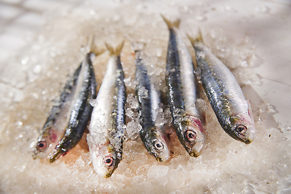 포토 JPG 해외이미지 식재료 실내 사람없음 얼음 신선 멸치 앤초비 나무배경 해외202004 해외포토 자연요소 백그라운드 어류 내부 파일형식 이미지허브