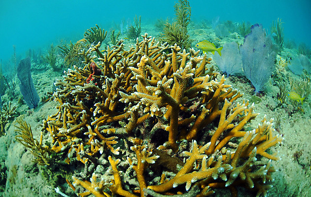 포토 JPG 해외이미지 바다 어류 사람없음 수중 산호 암초 대서양 해외202004 해외포토 수중동물 자포동물 파일형식 이미지허브