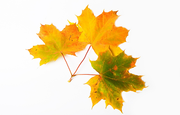 포토 JPG 해외이미지 나무 식물 응시 계절 백그라운드 단풍 잎 자연 사람없음 노란색 가을 흰색 최고 숲 9월 11월 즐거움 만족 10월 고립 넘어짐 우수 해외202004 해외포토 시선 감정 컬러 모션 날짜 절기 생태계 파일형식 이미지허브