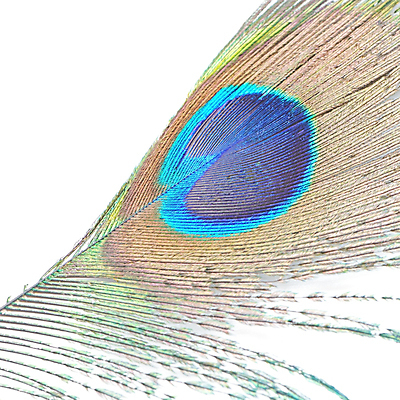 포토 JPG 해외이미지 동물 디자인 야생동물 백그라운드 패턴 자연 조류 추상 사람없음 초록색 파란색 컬러풀 흰색 우아함 공작 깃털 질감 꼬리 솜털 고립 이국적 해외202004 해외포토 컬러 컨셉 무늬 생태계 파일형식 이미지허브