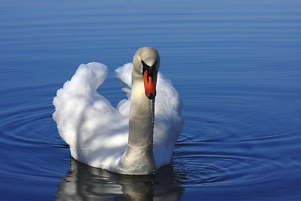 포토 JPG 해외이미지 주간 한마리 호수 사람없음 야외 백조 해외202004 해외포토 자연요소 1 조류 파일형식 이미지허브