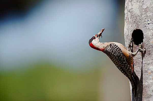 포토 JPG 해외이미지 나무 동물 여자 야생동물 날개 자연 조류 하늘 사람없음 목재 가로 빨간색 초록색 파란색 햇빛 검은색 사막 나뭇가지 구멍 둥지 숲 큼 먹이 먹기 깃털 생물학 부리 쿠바 삼림지대 서쪽 수유 옛날 해외202004 해외포토 식물 교육 컬러 재료 모션 사람 태양 중앙아메리카 크기 방향 생태계 파일형식 이미지허브
