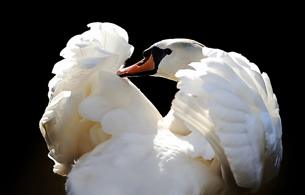 포토 JPG 해외이미지 주간 한마리 호수 사람없음 야외 백조 해외202004 해외포토 자연요소 1 조류 파일형식 이미지허브