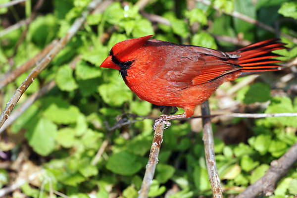 포토 JPG 해외이미지 나무 동물 1 여자 남자 야생동물 겨울 날개 노래 자연 조류 하늘 씨앗 앉기 사람없음 야외 빨간색 검은색 봄 추위 나뭇가지 선택 깃털 부리 북쪽 동물상 뒤뜰 가문비나무 해외202004 해외포토 식물 계절 음악 컬러 컨셉 모션 사람 조형물 방향 생태계 파일형식 이미지허브