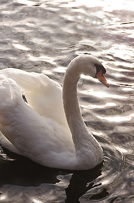 포토 JPG 해외이미지 주간 한마리 호수 사람없음 야외 백조 해외202004 해외포토 자연요소 1 조류 파일형식 이미지허브