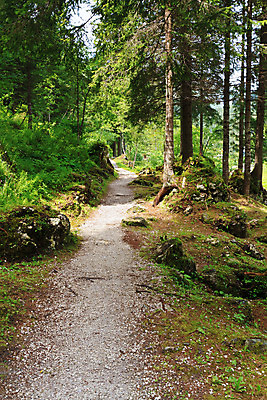 포토 JPG 해외이미지 나무 식물 계절 공원 도로 길 잎 자국 자연 풍경 사람없음 야외 목재 세로 초록색 여름 빛 컬러풀 햇빛 환경 봄 산책 시골 숲 오솔길 침엽수 전나무 내추럴 방법 해외202004 해외포토 공공시설 컬러 재료 교통시설 휴식 태양 생태계 파일형식 이미지허브