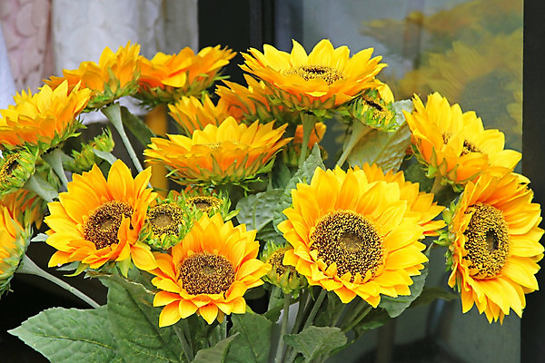 포토 JPG 해외이미지 식물 꽃잎 꽃 꽃다발 잎 해바라기 사람없음 태양 노란색 꽃가루 해외202004 해외포토 자연요소 컬러 가루 파일형식 이미지허브