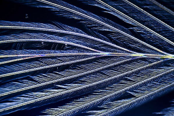 포토 JPG 해외이미지 패턴 조류 사람없음 확대 은색 깃털 유기농 생물학 부드러움 미생물 곰팡이 해외202004 해외포토 동물 웰빙 교육 컬러 무늬 생물 감각 파일형식 이미지허브