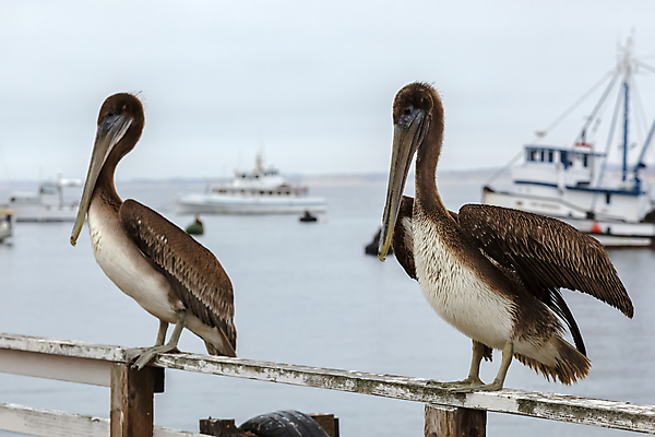 포토 JPG 해외이미지 주간 해외풍경 두마리 난간 사람없음 야외 아웃포커스 울타리 미국 펠리컨 캘리포니아 선박 해외202004 해외포토 자연요소 해외 수상교통 2 북아메리카 조류 촬영기법 풍경 담장 파일형식 이미지허브