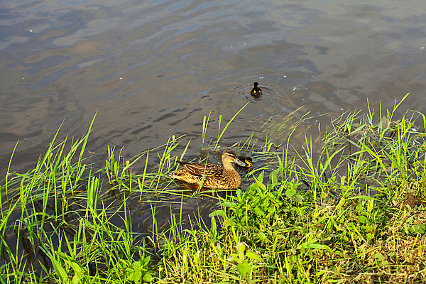포토 JPG 해외이미지 동물 호수 야생동물 어린이 2 가족 자연 조류 엄마 오리 함께함 기술 풍경 사람없음 가로 물 강 갈색 노란색 평화 환경 수영 일몰 아기 연못 가르침 그룹 보호 깃털 리더 부드러움 계산서 줄서기 전경 해외202004 해외포토 자연요소 교육 컬러 컨셉 관계 모션 사람 노을 수상스포츠 감각 생태계 파일형식 탑뷰 이미지허브