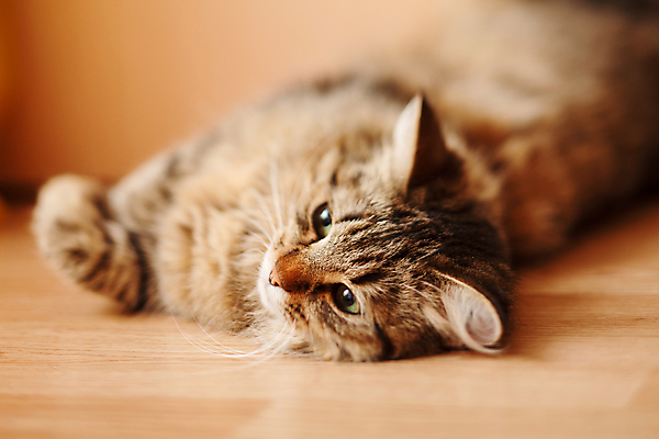 포토 JPG 해외이미지 동물 1 응시 얼굴 휴식 수염 주택 털 실내 피곤 사람없음 반려동물 고양이 줄무늬 회색 흰색 잠 모피 낮잠 부드러움 거짓말 필터 몽환 해외202004 해외포토 시선 컬러 컨셉 무늬 포유류 내부 건물 신체부위 감각 파일형식 이미지허브