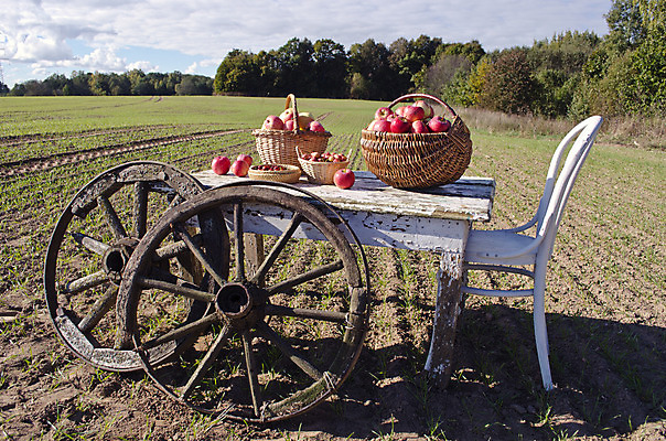 포토 JPG 해외이미지 나무 구름 계절 유럽 밭 농업 의자 자연 탁자 하늘 아침 날씨 옥수수 풍경 사람없음 야외 목재 초록색 햇빛 농장 농경지 환경 맑음 수확 골동품 시골 바퀴 사과 밀 만취 장면 밭일 옛날 쟁기 해외202004 해외포토 주간 자연요소 식물 나라 산업 컬러 가구 과일 재료 곡류 태양 생태계 술취함 파일형식 이미지허브