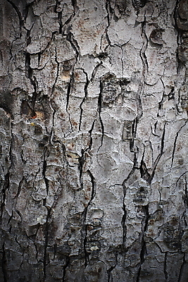 포토 JPG 해외이미지 나무 식물 디자인 공원 백그라운드 패턴 자연 표면 날씨 추상 건조 사람없음 목재 세로 갈색 환경 시간 소나무 거친 보호 널 숲 낟알 피부 묘사 질감 나무껍질 섬유 잡동사니 거인 내추럴 그런지 수목 엘리먼트 옛날 울퉁불퉁 노화 디테일 해외202004 해외포토 공공시설 컬러 컨셉 무늬 재료 신체부위 껍질 직물 생태계 파일형식 이미지허브