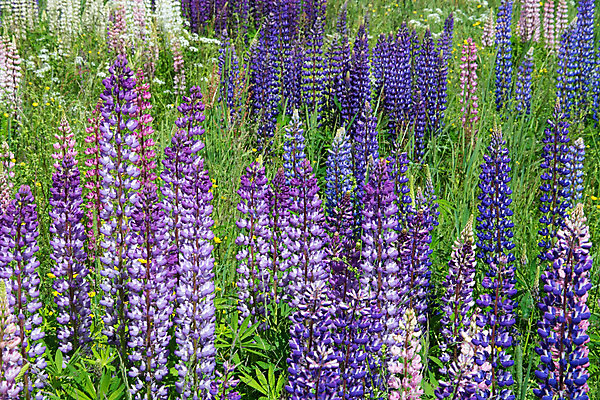 포토 JPG 해외이미지 식물 꽃 분홍색 밭 자연 사람없음 파란색 컬러풀 정원 보라색 벚꽃 흰색 길가 해외202004 해외포토 컬러 농업 생태계 파일형식 이미지허브