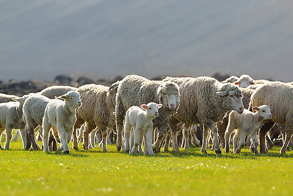 포토 JPG 해외이미지 동물 구름 백그라운드 밭 농업 자연 하늘 날씨 염소 산 풍경 사람없음 여름 햇빛 농장 농경지 노란색 쌓기 환경 가축 일몰 사막 가을 양 군중 저녁 숲 방목 언덕 양고기 산악지대 밭일 찰과상 해외202004 해외포토 자연요소 계절 산업 컬러 포유류 모션 육류 사람 태양 노을 축산업 상처 야간 생태계 파일형식 이미지허브