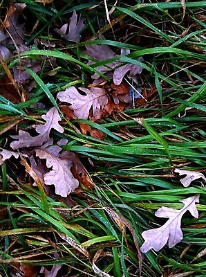 포토 JPG 해외이미지 식물 지구 잎 자연 건조 사람없음 야외 환경 가을 황무지 숲 이슬 내추럴 해외202004 해외포토 계절 생태계 파일형식 이미지허브