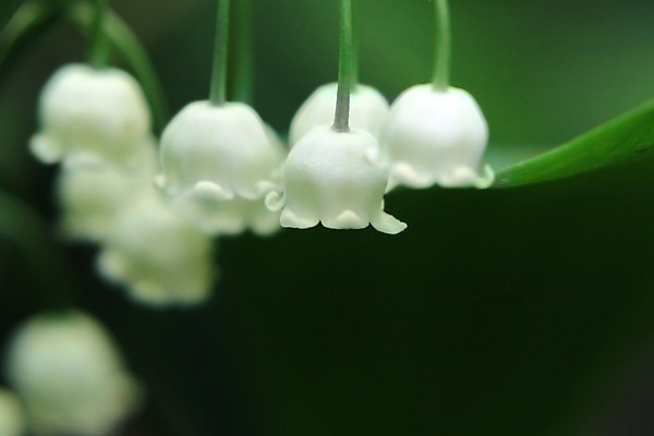 포토 JPG 해외이미지 식물 디자인 계절 꽃 꽃다발 백그라운드 잎 꽃무늬 자연 사람없음 야외 장식 가로 초록색 여름 정원 계곡 봄 벚꽃 종 흰색 침대 선택 숲 백합 작음 5월 다발 향수 묘사 향기 아로마 취급주의 카피스페이스 해외202004 해외포토 컬러 가구 컨셉 무늬 경고 화장품 공백 날짜 크기 생태계 냄새 파일형식 이미지허브