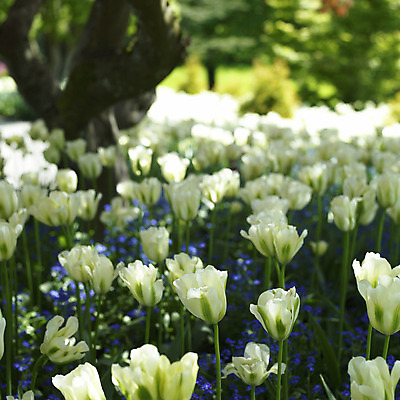 포토 JPG 해외이미지 식물 계절 공원 꽃잎 꽃 줄기 잎 꽃무늬 자연 사람없음 초록색 파란색 컬러풀 환경 정원 보라색 봄 튤립 성장 벚꽃 흰색 신선 개화 다발 배열 제비꽃 가득함 유기농 깊이 그리너리 해외202004 해외포토 웰빙 공공시설 컬러 무늬 생태계 파일형식 트랜드컬러 이미지허브
