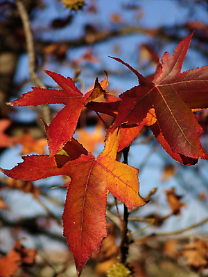 포토 JPG 해외이미지 나무 계절 공원 지구 여행 컨셉 잎 자연 아침 풍경 사람없음 야외 빨간색 빛 컬러풀 햇빛 평화 환경 침묵 고요 안개 가을 나뭇가지 시골 고독 숲 신비 포르투갈 심플 장면 10월 내추럴 뿌연 몽환 해외202004 해외포토 주간 식물 공공시설 감정 유럽 컬러 날씨 태양 소리 날짜 생태계 파일형식 이미지허브