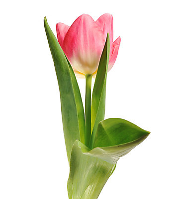 포토 JPG 해외이미지 식물 꽃잎 꽃 줄기 꽃다발 컨셉 꽃무늬 자연 휴가 부활절 기념 발렌타인데이 선물 사랑 미술 사람없음 장식 빨간색 초록색 컬러풀 정원 보라색 봄 튤립 벚꽃 흰색 인사 신선 신용카드 클래식 우아함 다발 배열 꽃집 묘사 내추럴 고립 해외202004 해외포토 계절 기념일 감정 컬러 무늬 데이이벤트 문화예술 금융 상점 예절 생태계 파일형식 이미지허브