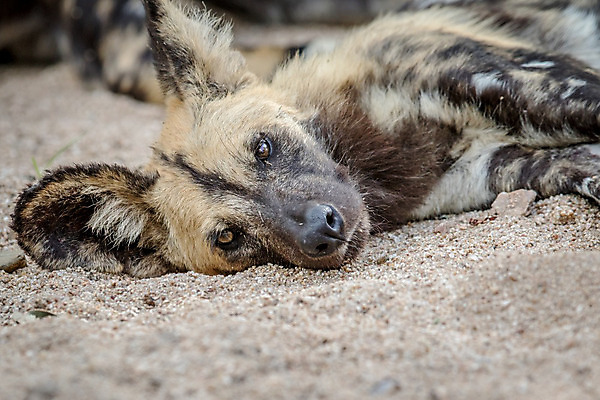 포토 JPG 해외이미지 동물 공원 야생동물 포유류 아프리카 자연 종류 사람없음 세계 환경 게임 그리기 황무지 재산 개 보호 위험 사파리 육식동물 팩 사냥꾼 멸종 늑대 남쪽 송곳니 내추럴 남아프리카 전국 해외202004 해외포토 직업 공공시설 나라 컨셉 모션 놀이 금융 화장품 치아 방향 생태계 파일형식 이미지허브