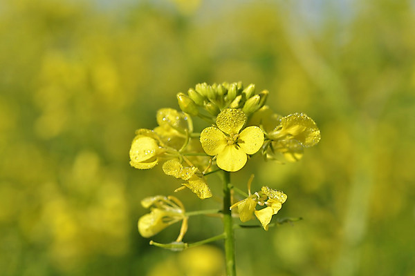 포토 JPG 해외이미지 식물 외관 꽃 지구 밭 농업 자연 하늘 사람없음 야외 초록색 여름 파란색 빛 컬러풀 농경지 노란색 새싹 평화 환경 맑음 시골 신선 개화 묘사 유채 내추럴 카놀라 해외202004 해외포토 계절 산업 컬러 컨셉 날씨 농장 생태계 파일형식 이미지허브