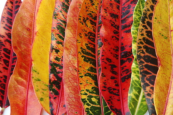 포토 JPG 해외이미지 나무 식물 디자인 공원 꽃 선 백그라운드 잎 꽃무늬 패턴 자연 벽지 표면 사람없음 장식 빨간색 초록색 여름 컬러풀 노란색 정원 봄 닫기 다발 꽃집 피부 묘사 원예 질감 내추럴 해외202004 해외포토 계절 공공시설 컬러 무늬 모션 취미 신체부위 상점 생태계 파일형식 이미지허브