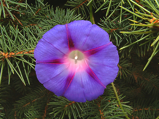 포토 JPG 해외이미지 나무 식물 꽃잎 줄기 분홍색 사람없음 장식 초록색 정원 흰색 나뭇가지 침대 우아함 제비꽃 향기 꽃가루 부드러움 시트 꽃수술 막자 해외202004 해외포토 꽃 컬러 가구 컨셉 감각 가루 냄새 파일형식 이미지허브