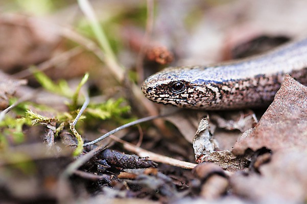 포토 JPG 해외이미지 동물 유럽 야생동물 백그라운드 파충류 자연 생물 저울 이끼 사람없음 야외 초록색 갈색 머리 환경 정원 뱀 황무지 닫기 벌레 주식 묘사 도마뱀 육식동물 느림 미끼 내추럴 동물상 땅바닥 시각장애인 해외202004 해외포토 나라 컬러 곤충 모션 바닥 신체부위 금융 조형물 장애인 생태계 파일형식 이미지허브
