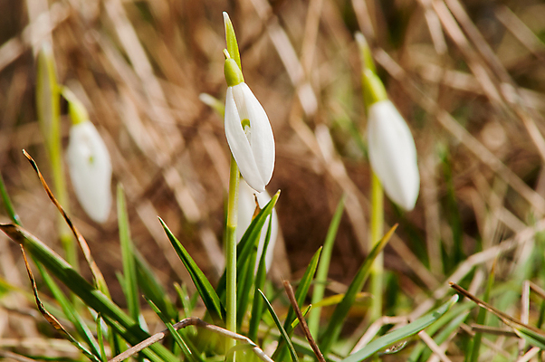 포토 JPG 해외이미지 식물 계절 꽃잎 꽃 잎 꽃무늬 밭 자연 따뜻함 텐트 사람없음 야외 목재 초록색 파란색 빛 햇빛 태양 새싹 정원 계곡 맑음 봄 벚꽃 종 흰색 신선 개울 숲 보석 내추럴 삼림지대 아네모네 취급주의 프리뮬러 헌병 해외202004 해외포토 자연요소 나무 컬러 무늬 농업 재료 날씨 캠핑도구 경고 강 군인 광석 생태계 파일형식 이미지허브