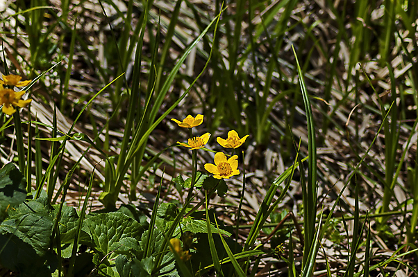 포토 JPG 해외이미지 식물 꽃잎 꽃 백그라운드 잎 패턴 자연 산 사람없음 야외 장식 초록색 여름 햇빛 노란색 벚꽃 신선 개화 질감 내추럴 불가리아 해외202004 해외포토 계절 컬러 무늬 태양 생태계 파일형식 남유럽 이미지허브