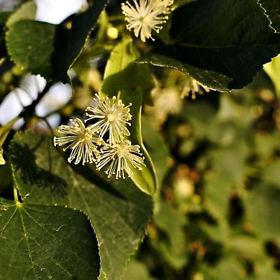포토 JPG 해외이미지 나무 식물 꽃잎 꽃 음식 잎 꽃무늬 재료 건강 사람없음 목재 치료 초록색 약 노란색 나뭇가지 신선 개화 맛 약초 유기농 아로마 향 아로마테라피 내추럴 꽃수술 해외202004 해외포토 웰빙 컬러 컨셉 무늬 의학 풀_식물 테라피 파일형식 이미지허브
