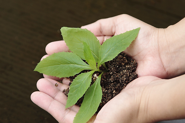 포토 JPG 해외이미지 주간 손 들기 야외 신체부위 새싹 흙 흙더미 해외202004 해외포토 자연요소 식물 모션 사람 파일형식 더미 이미지허브