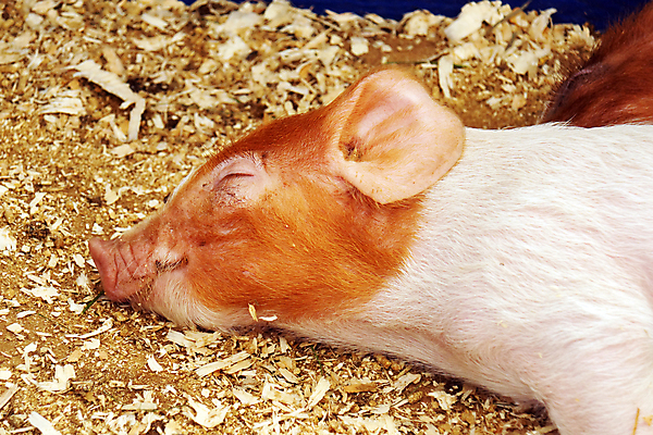 포토 JPG 해외이미지 동물 분홍색 농업 포유류 자연 휴식 피곤 돼지고기 사람없음 목재 농장 가축 아기 잠 돼지 낮잠 면도 주둥이 외양간 톱밥 해외202004 해외포토 나무 산업 컬러 컨셉 재료 모션 육류 사람 가루 생태계 파일형식 이미지허브