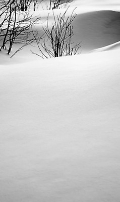 포토 JPG 해외이미지 식물 겨울 자연 핀란드 사람없음 검은색 흰색 부드러움 벌거벗은 제설기 헬싱키 해외202004 해외포토 계절 컬러 북유럽 감각 생태계 제설 파일형식 이미지허브