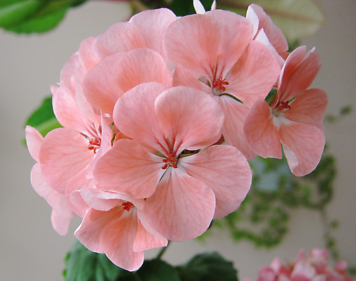 포토 JPG 해외이미지 식물 꽃잎 꽃 줄기 분홍색 백그라운드 잎 꽃무늬 자연 사람없음 초록색 성장 벚꽃 흰색 개화 묘사 꽃가루 고립 꽃수술 제라늄 해외202004 해외포토 컬러 무늬 가루 생태계 파일형식 이미지허브