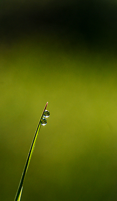 포토 JPG 해외이미지 식물 백그라운드 잎 자연 불꽃 잔디 사람없음 초록색 물 여름 빛 햇빛 태양 일출 환경 맑음 일몰 봄 활발 젖음 안개 성장 물방울 신선 액체 칼날 떨어짐 이슬 빗방울 속도 보케 강렬 블러 해외202004 해외포토 자연요소 계절 컬러 컨셉 불 날씨 노을 비_날씨 생태계 파일형식 이미지허브