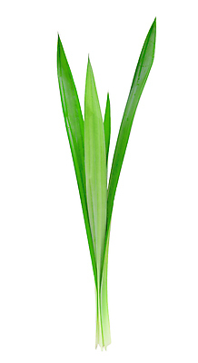 포토 JPG 해외이미지 잎 사람없음 초록색 물 허브 향기 향료 내추럴 해외202004 해외포토 자연요소 식물 컬러 냄새 파일형식 이미지허브