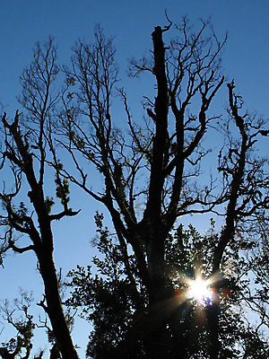 포토 JPG 해외이미지 나무 공원 실루엣 섬 잎 새로움 사람없음 빛 세계 태양 블록 광선 재산 고독 숲 땅 싱글 지역 남쪽 전국 혼자 해외202004 해외포토 자연요소 식물 공공시설 감정 컨셉 촬영기법 금융 방향 파일형식 이미지허브