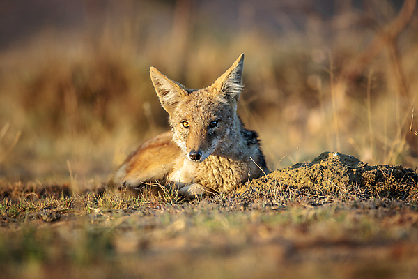 포토 JPG 해외이미지 동물 공원 야생동물 여행 포유류 아프리카 자연 사람없음 야외 검은색 황무지 닫기 개 사파리 여우 육식동물 사냥꾼 남쪽 송곳니 내추럴 나미비아 남아프리카 동물상 보츠와나 생태학 전국 칼라하리 해외202004 해외포토 직업 공공시설 교육 나라 컬러 모션 조형물 사막 치아 방향 생태계 파일형식 이미지허브