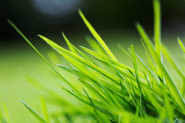 포토 JPG 해외이미지 식물 라이프스타일 백그라운드 잎 패턴 자연 건강 사람없음 초록색 물 여름 빛 태양 반사 환경 정원 봄 성장 물방울 신선 투명 액체 닫기 떨어짐 이슬 빗방울 순수 묘사 질감 보케 내추럴 고립 블러 생태학 해외202004 해외포토 자연요소 계절 교육 컬러 컨셉 무늬 모션 생활 비_날씨 생태계 파일형식 이미지허브